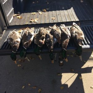 Meet your Posher, Dylan